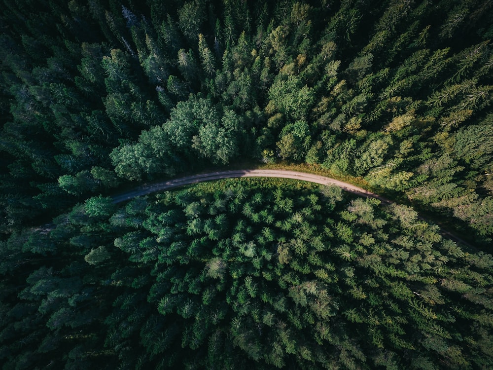 Quiet green outdoor path for a mindful walking pause